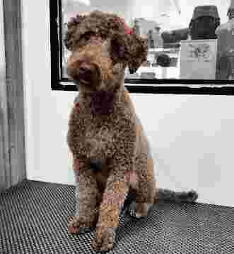 Image of SOS Pelines / peluquería canina coruña service in A Coruña, Galicia, Spain
