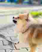 Image of Кинолог Зоопсихолог Варшава / Kinolog Zoopsycholog Warszawa - DOG Coach service in Warszawa, Mazowieckie, Poland