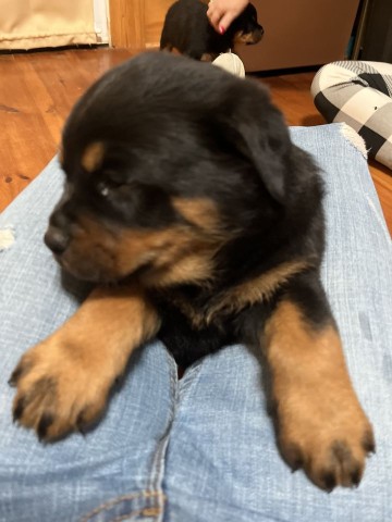 Image of Gray Kennels & Security service in Johnson City, Tennessee, United States