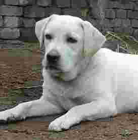 Image of ONLINE PET STORE HOUSE service in New Delhi, Delhi, India