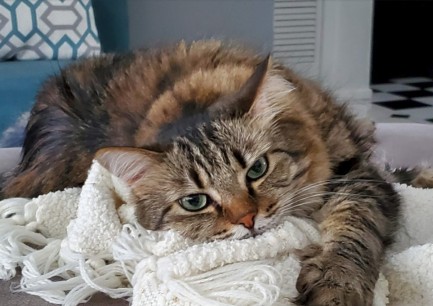 Image of Comforts of Home Pet Care service in Palm Harbor, Florida, United States Image of Comforts of Home Pet Care service in Palm Harbor, Florida, United States