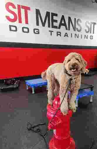 Image of Sit Means Sit Dog Training Salt Lake City service in West Jordan, Utah, United States