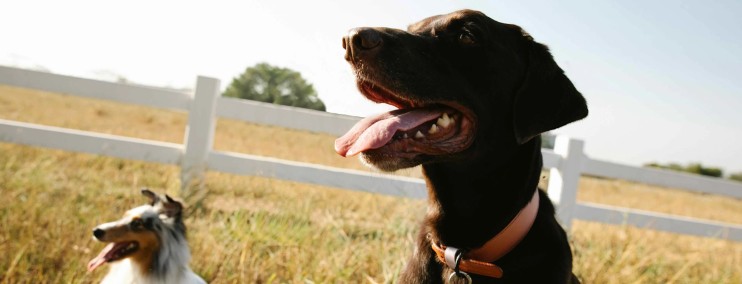 Image of Independent Vet Care service in Newcastle upon Tyne, England, United Kingdom