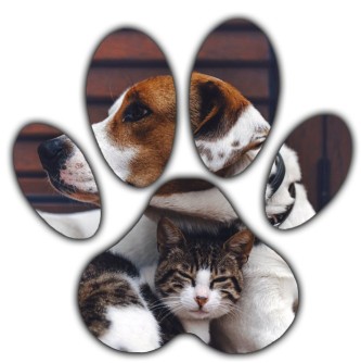 Image of Bed & Bark Boarding and Daycare service in Hudson, Florida, United States