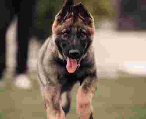 Image of DEQUIRESA | Adiestramiento Canino en Murcia & Residencia Canina service in Librilla, Murcia Community, Spain