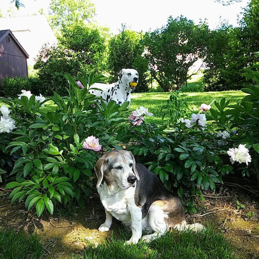 Image of Gaby’s Mobile Pet Spa service in Prospect Park, Pennsylvania, United States