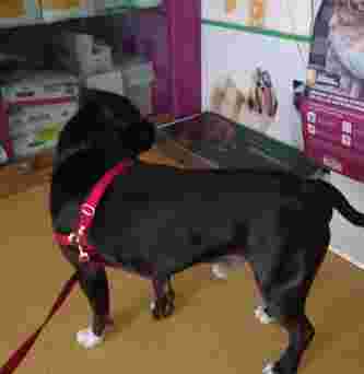 Image of Clinica Veterinaria Vitamin Animal service in Granada, Granada, Spain