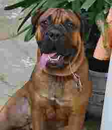 Image of Paws N Claws Pet Shop service in Noida, Uttar Pradesh, India