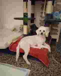Image of Super Pippo Pet Shop Di Lamberto V. & Faino F. Snc service in Genova, Liguria, Italy