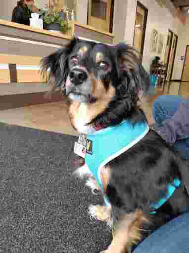 Image of OREV, Specialty Vet Care service in Portland, Connecticut, United States Image of OREV, Specialty Vet Care service in Portland, Connecticut, United States