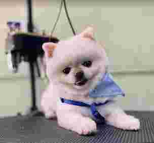 Image of Mapache Dog House service in Murcia, Murcia, Spain