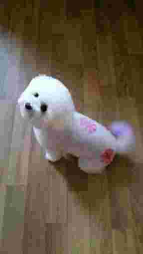 Image of Paws N Play - Newcastle upon Tyne service in Swalwell, England, United Kingdom