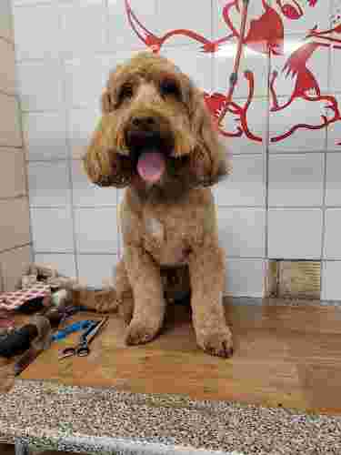 Image of Fulwood Pet Supplies & Grooming service in Sheffield, England, United Kingdom