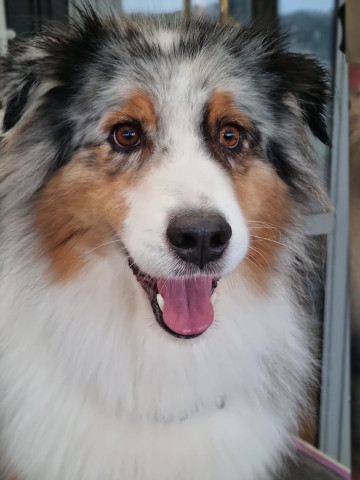 Image of Woodbury Kennels service in Waimauku, Auckland, New Zealand