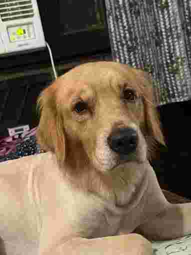 Image of Paws Inn - Dog Boarding service in Ghaziabad, Uttar Pradesh, India