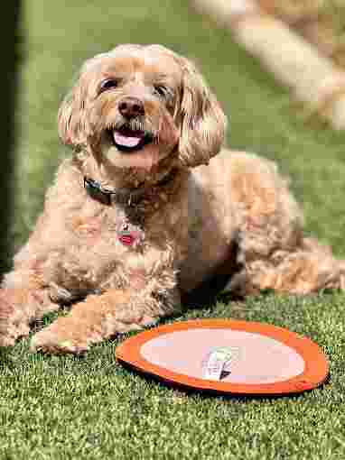 Image of Sugar's Pet Sitting service in Dallas, Georgia, United States