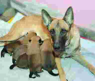 Image of SKS K9 Trainer service in Delhi, Delhi, India