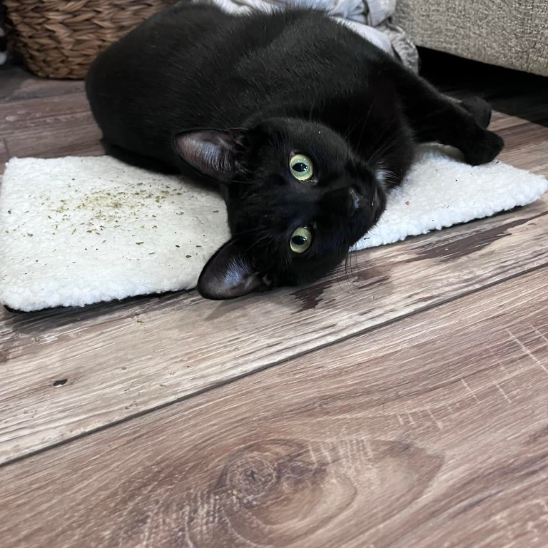 Image of LITTLE MONSTERS Pet Sitting and Boarding service in Mount Sinai, New York, United States Image of LITTLE MONSTERS Pet Sitting and Boarding service in Mount Sinai, New York, United States