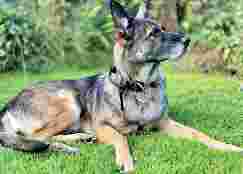 Image of Lancashire Dog Training service in Charnock Richard, England, United Kingdom