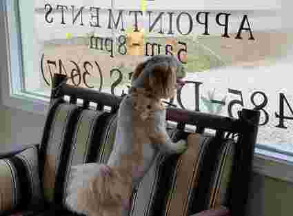 Image of Dog Gone Cute Grooming & More service in Ingalls, Indiana, United States