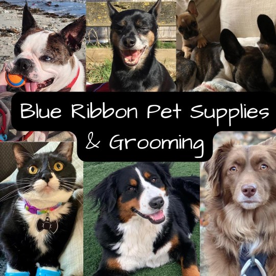 Image of Blue Ribbon Pet Supplies & Grooming service in Surrey, British Columbia, Canada Image of Blue Ribbon Pet Supplies & Grooming service in Surrey, British Columbia, Canada