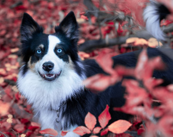 Image of Meine Hundeschule Völler service in Frechen, Nordrhein-Westfalen, Germany