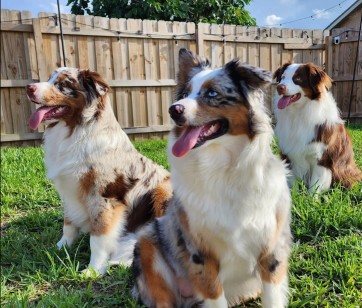 Image of U Lucky Dog, Dog Walking and Pet Sitting, Cat Care service in Boynton Beach, Florida, United States Image of U Lucky Dog, Dog Walking and Pet Sitting, Cat Care service in Boynton Beach, Florida, United States