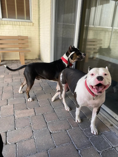 Image of O'Neal Animal Hospital service in Philadelphia, Pennsylvania, United States