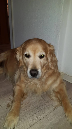 Image of Dr.med.vet. Ullrich Steinmetz veterinarian service in Leipzig, Sachsen, Germany