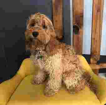 Image of COVIS Madrid Guardería Canina service in Madrid, Madrid, Spain