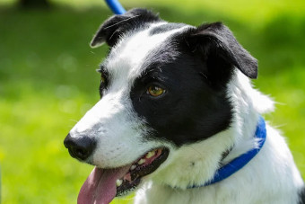 Image of Jaycliffe Kennels & Cattery service in Thurcroft, England, United Kingdom