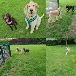Image of Pet Concierge service in Stanney Oaks, England, United Kingdom