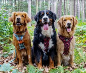 Image of The Village Dog Walking Clifton service in Bristol, England, United Kingdom