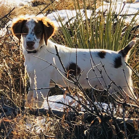 Image of Kennels on 29, Pet Boarding and Daycare service in Elizabeth, Colorado, United States Image of Kennels on 29, Pet Boarding and Daycare service in Elizabeth, Colorado, United States