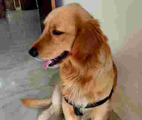 Image of Pet care service paltu niwas service in Delhi, Delhi, India