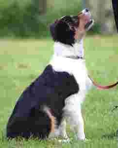 Image of Wakefield Dog Training Club service in Wakefield, England, United Kingdom