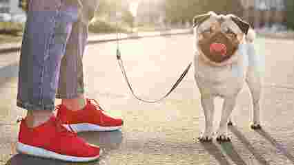 Image of Robin's Dog Walking & Pet Services LLC service in Plymouth County, Massachusetts, United States Image of Robin's Dog Walking & Pet Services LLC service in Plymouth County, Massachusetts, United States