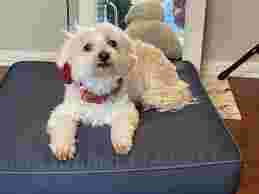 Image of Pretty Pawz Grooming & Pet Sitting service in Clearwater, Florida, United States Image of Pretty Pawz Grooming & Pet Sitting service in Clearwater, Florida, United States