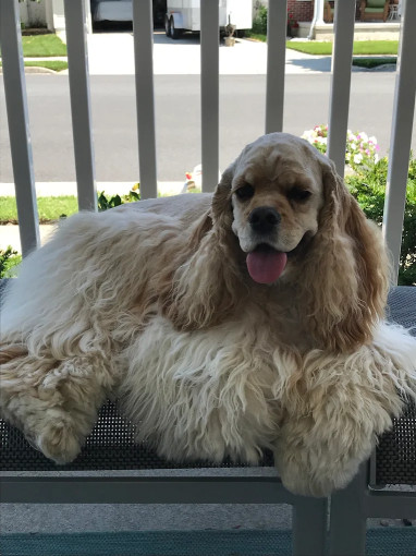 Image of Pet Dermatology Center Philly service in Philadelphia, Pennsylvania, United States