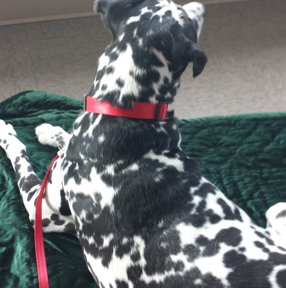 Image of Sirius Pet Care & Boarding service in Port Orchard, Washington, United States Image of Sirius Pet Care & Boarding service in Port Orchard, Washington, United States