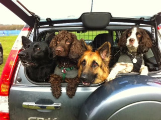 Image of Tricks 4 Treats Pet Dog Training service in Poole, Dorset, United Kingdom