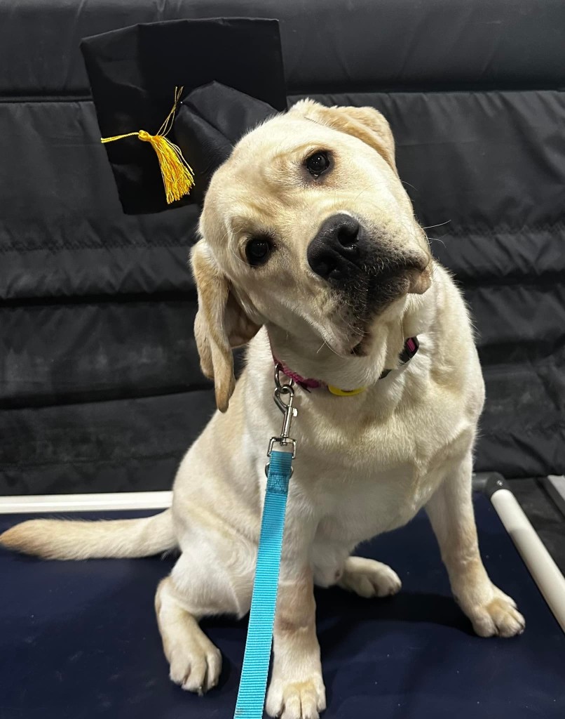 Image of Sit Now Stay Dog Training service in Lenexa, Kansas, United States Image of Sit Now Stay Dog Training service in Lenexa, Kansas, United States