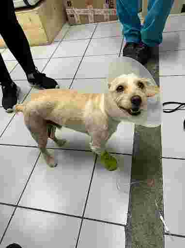 Image of Hospital Veterinario Chapultepets Tijuana service in Tijuana, Baja California, Mexico