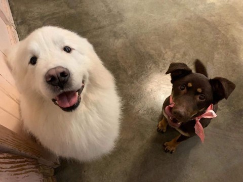 Image of Clip-N-Clean Pet Salon service in Tacoma, Washington, United States Image of Clip-N-Clean Pet Salon service in Tacoma, Washington, United States