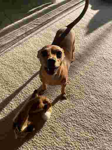 Image of I Let The Dogs Out service in Clermont, Florida, United States