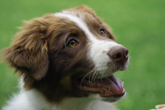 Image of Hundeschule canis intellectus service in Hurth, Nordrhein-Westfalen, Germany