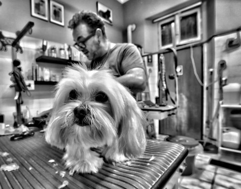 Image of fido pet shop milano service in Milano, Lombardia, Italy