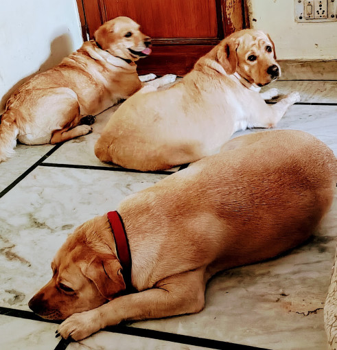 Image of Paws Day Outing service in New Delhi, Delhi, India