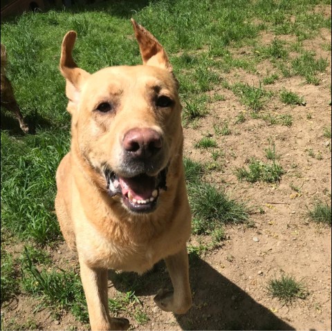 Image of Peninsula Pet Lodge service in Olalla, Washington, United States