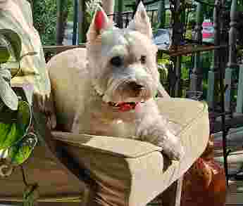 Image of Beltway Animal Hospital service in Towson, Maryland, United States